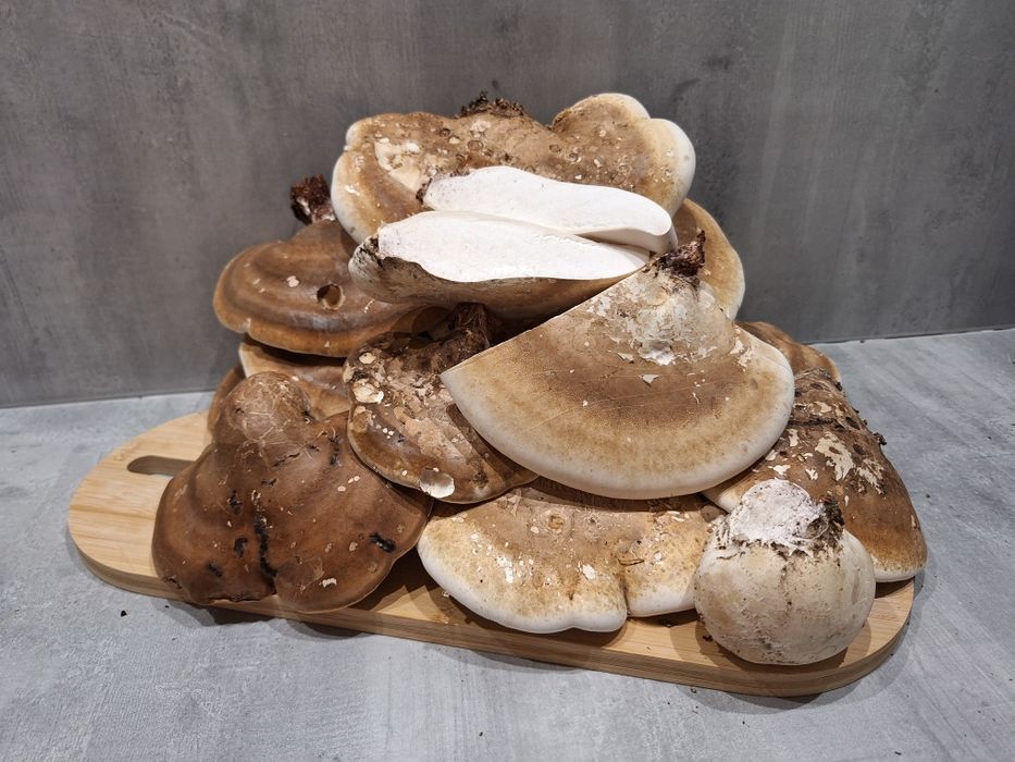Białoporek brzozowy 1kg świeżo zebrany