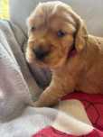 Cocker Spaniel Angielski
