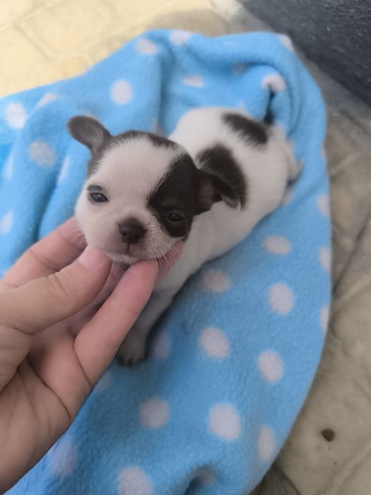 Chihuahua Super  Mini. Menina Chocolate e branco..Cabeça de maçã.