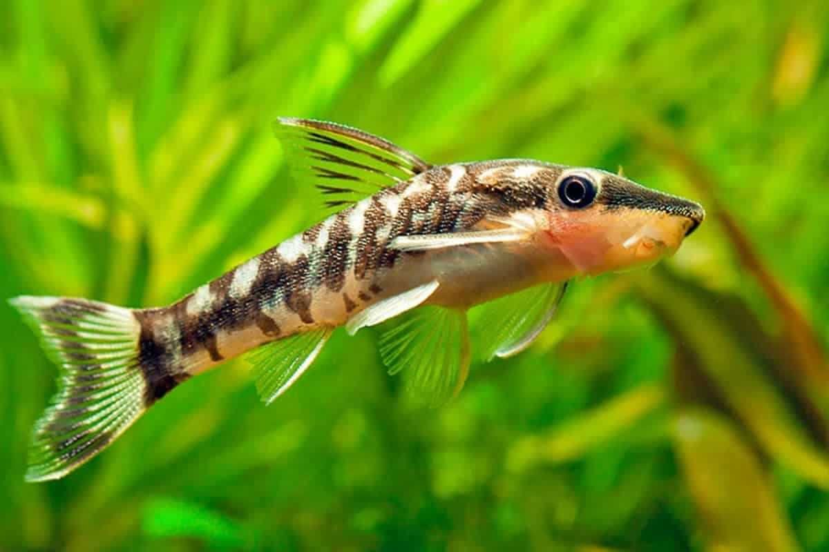 Otosek zebra - Otocinclus cocama - Otos - zjada glony - dowóz, wysyłka