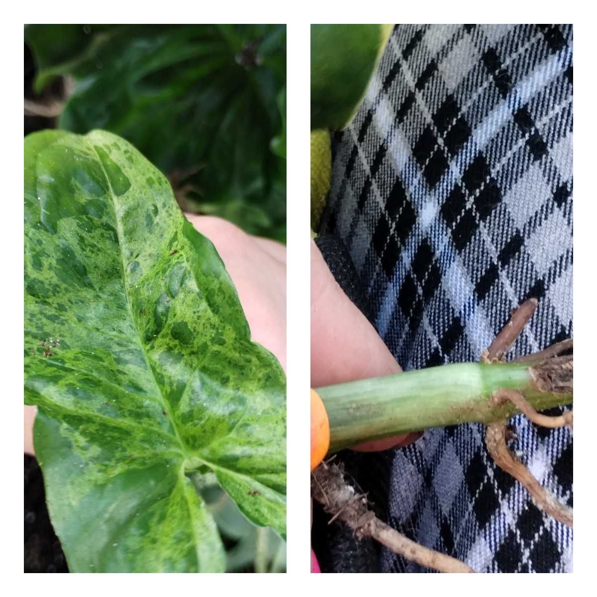 syngonium mojito-sadzonki różnej wielkości