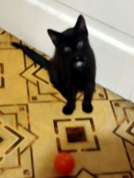 Oddam za darmo małego kotka kocóra