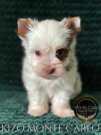 York Biro Yorkshire Terrier Piesek KIZO