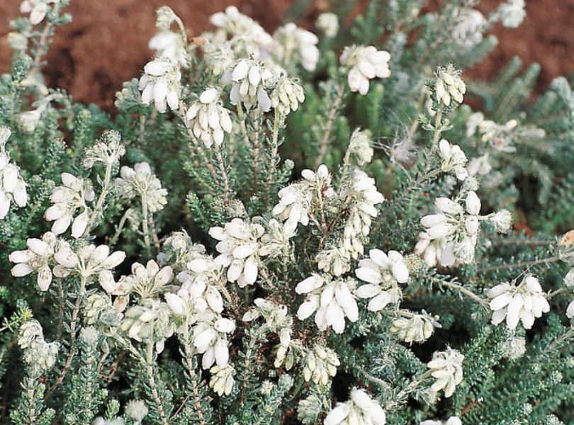 Wrzosiec bagienny, różne odmiany - 'erica tetralix' Mary, Alba,