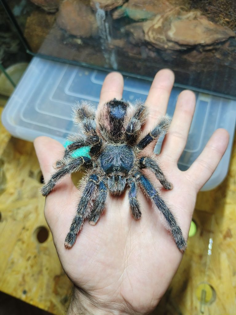 Avicularia sp. Peru Purple (Авикулярия сп. Перу Пурпл) самка л13-14