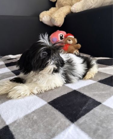 Piesek Shih Tzu