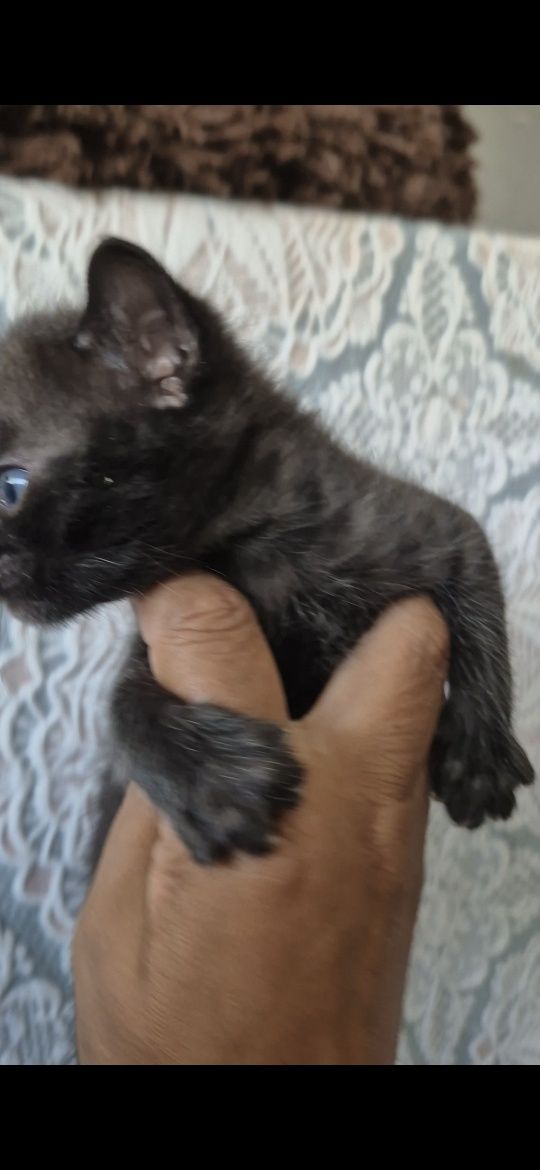 Bengal charcoal unico