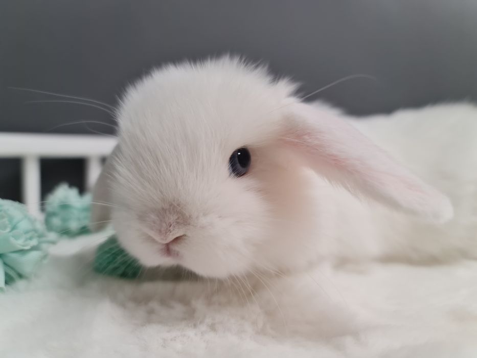 Mini lop królik króliczek miniaturka baranek hodowla transport
