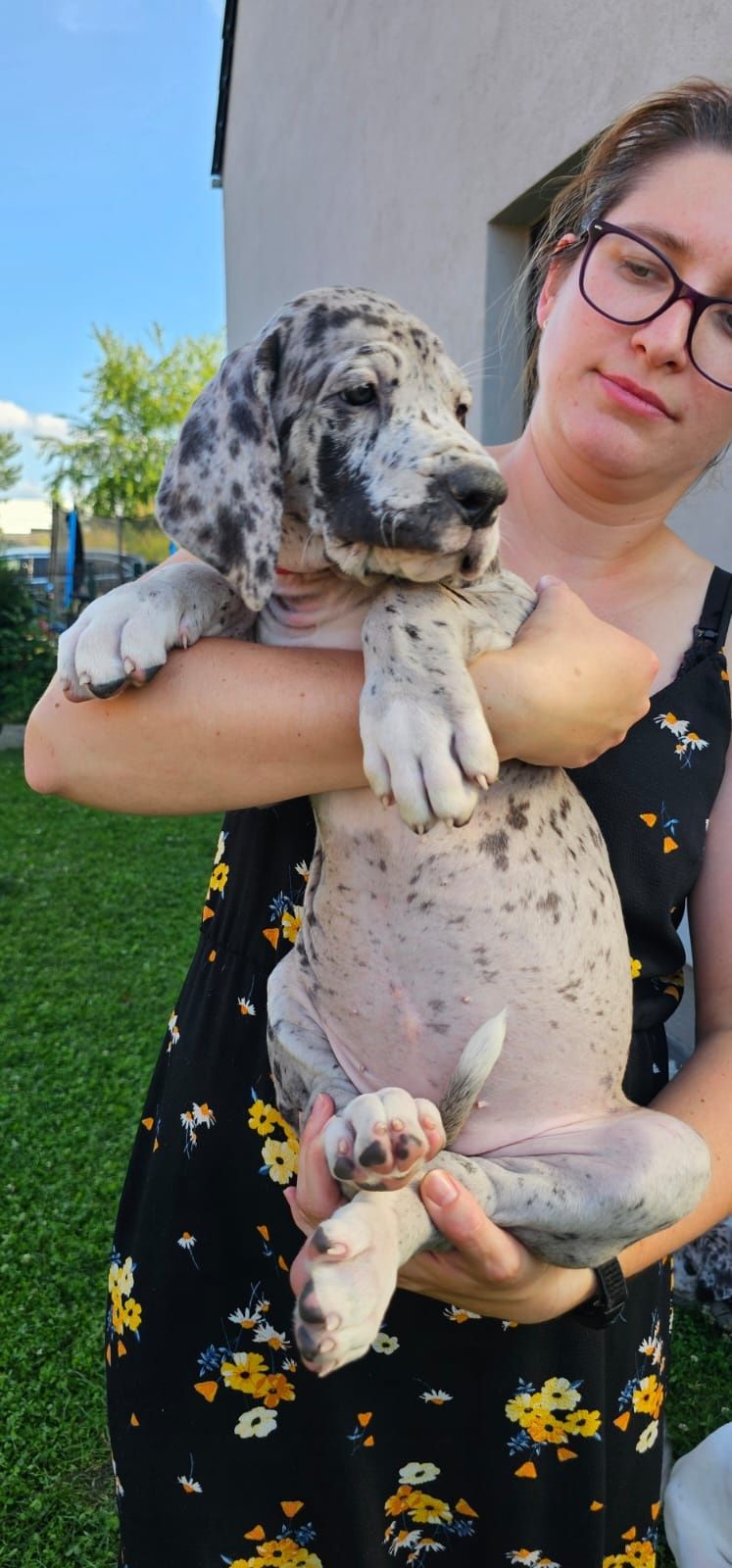 Gotowy na nowy dom. Nietuzinkowy dog niemiecki FCI merle
