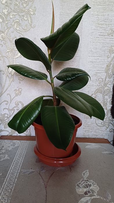 Фікус  красунчик продажа