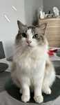 Kot ragdoll oddam