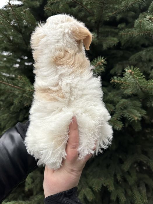 Дуже дивовижний хлопчік мальтіпу ф1