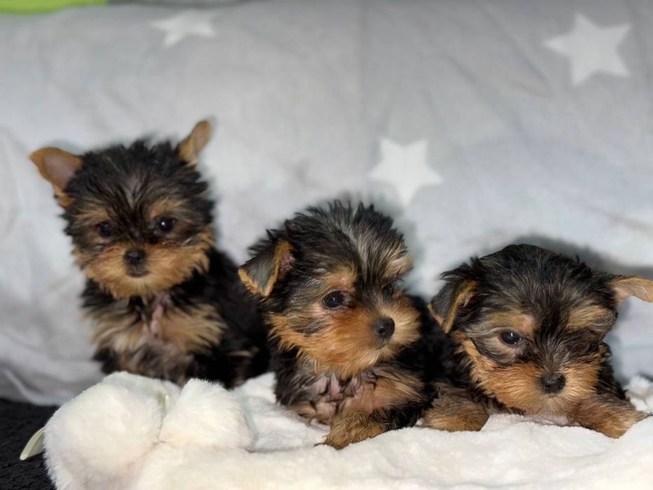 Маленькі клубочки