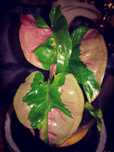 Syngonium Pink Lava roślina różowa monstera philodendron filodendron