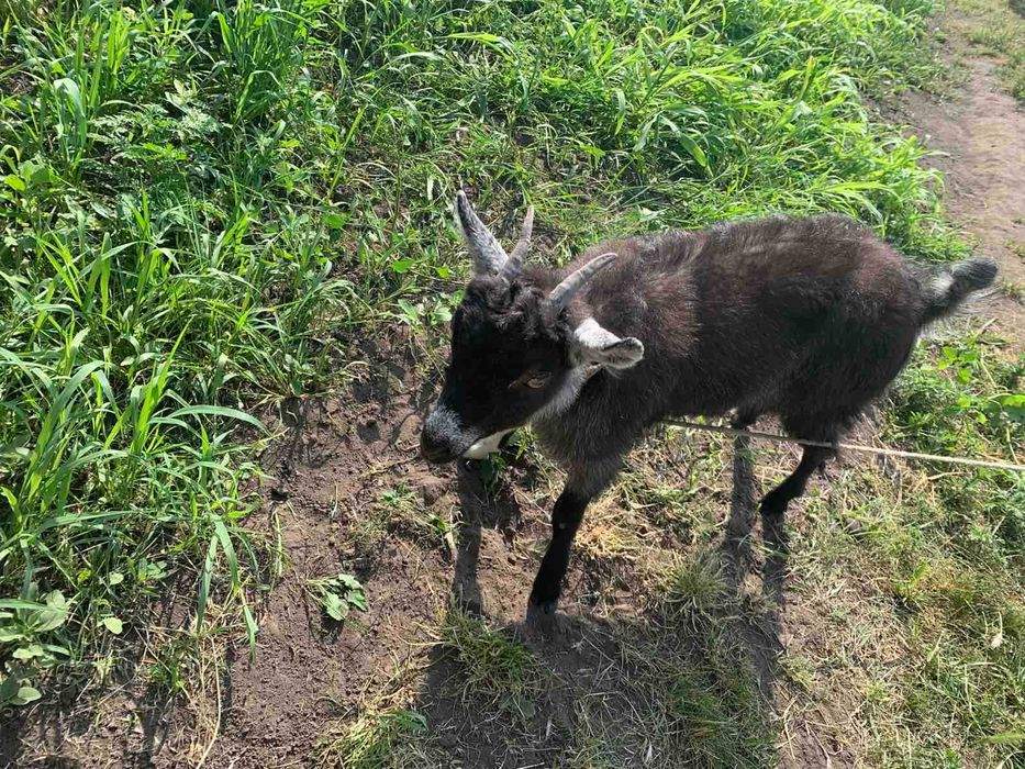 Продам маленьку кізку від молочної кози.