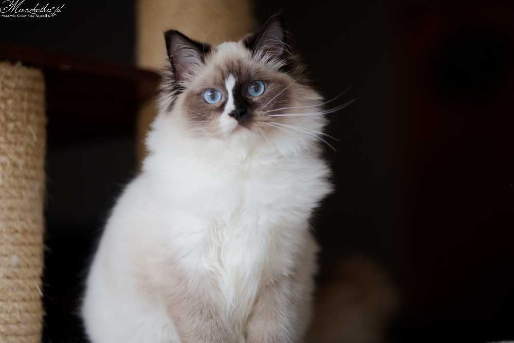 Ragdoll, przepiękna koteczka seal mitted z prawdziwym rodowodem FPL