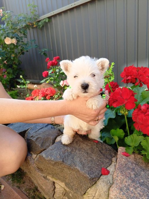 Вестики очаровашки