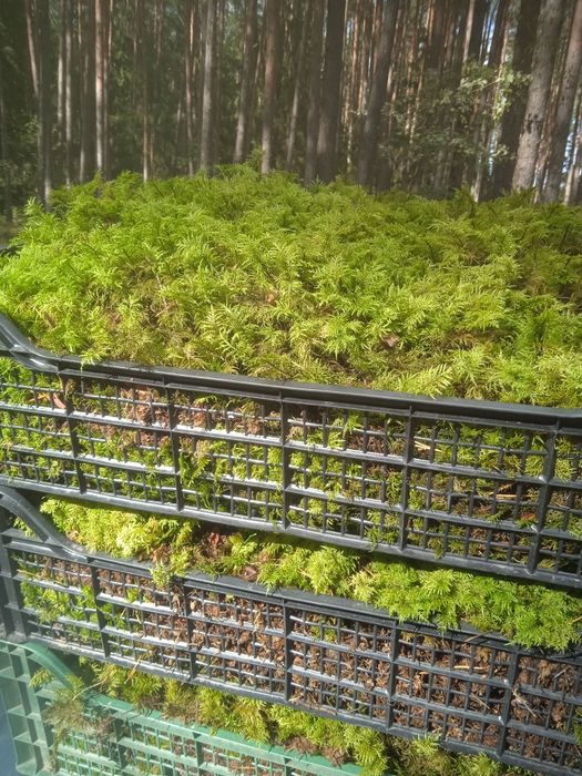 Справжній мох папороть!стабілізація,флораріум.