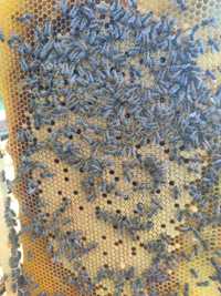 Продаю бджолопакети в кількості 15шт 
Бджолопакети, бджолородини украї