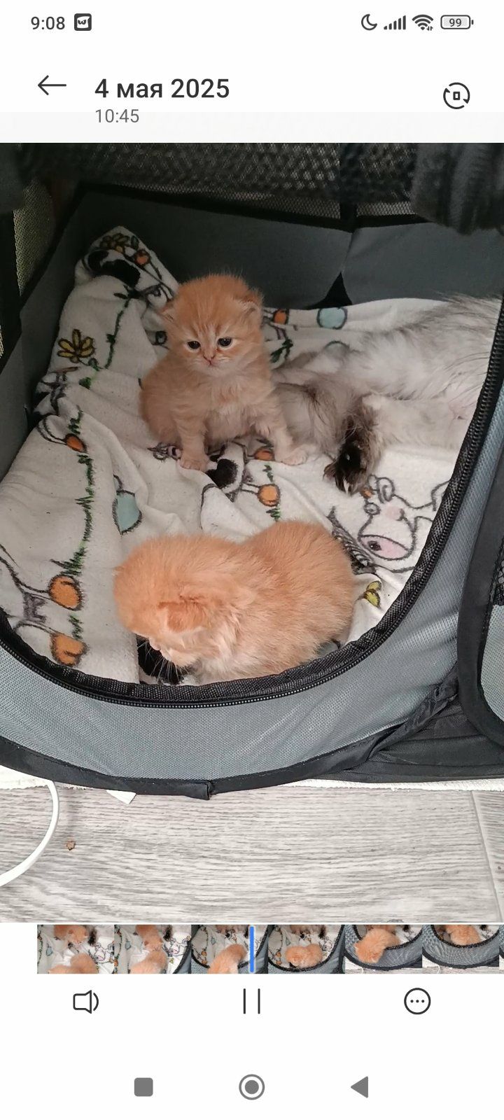Персидский котёнок