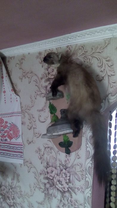 Продам чучало куниці