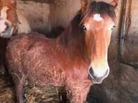 Koń, źrebówka 11 miesięcy