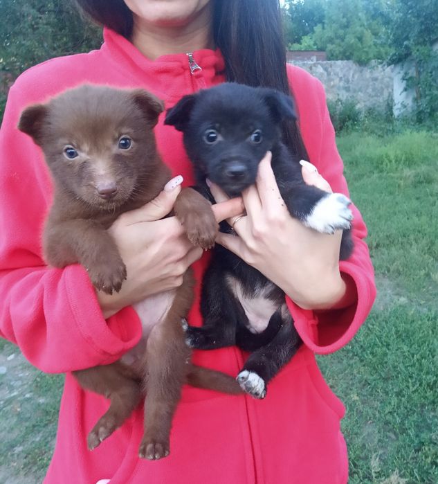 Цуценята дівчатка 3 міс безкоштовно