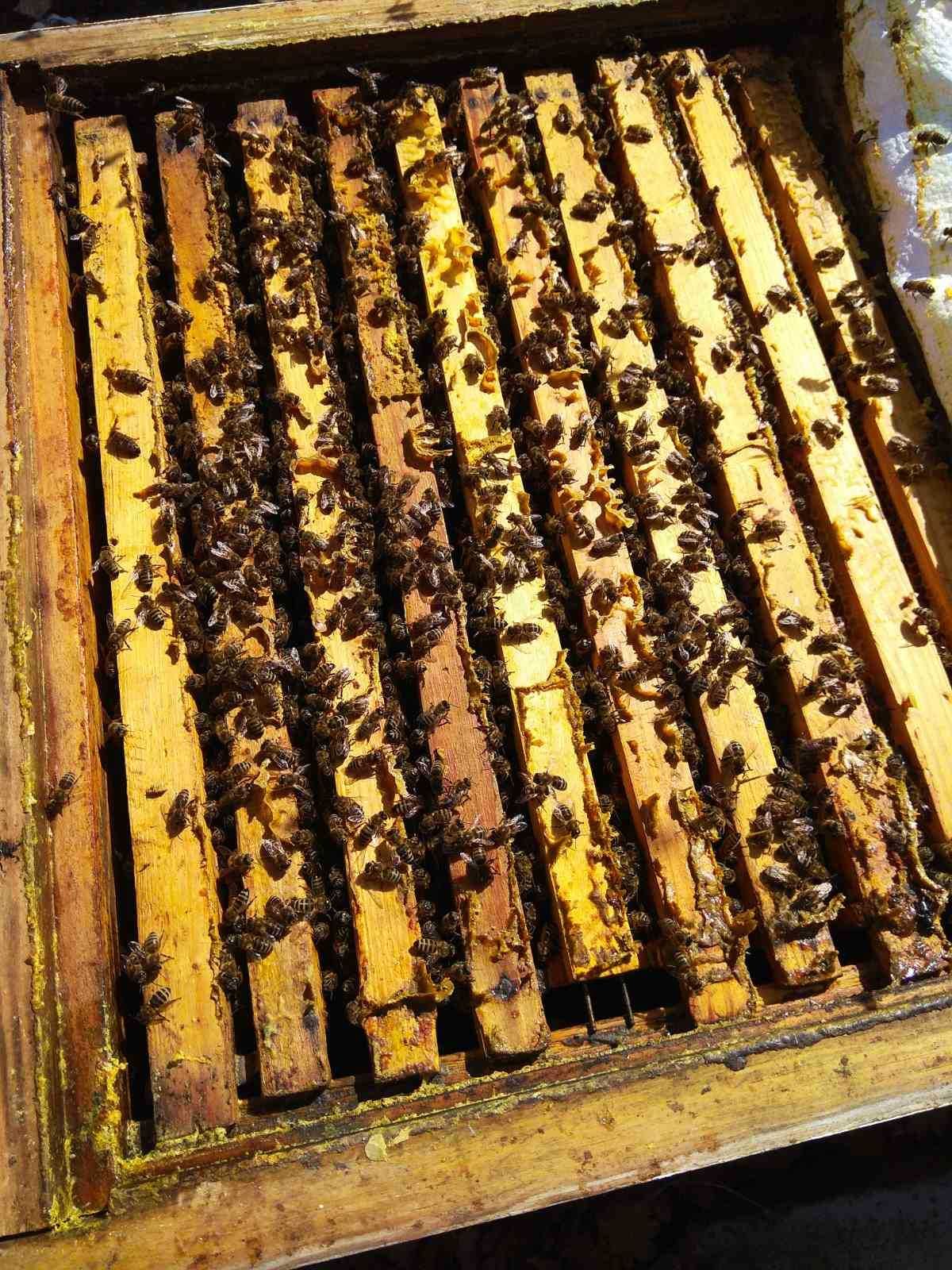 пчелы улья рамки
