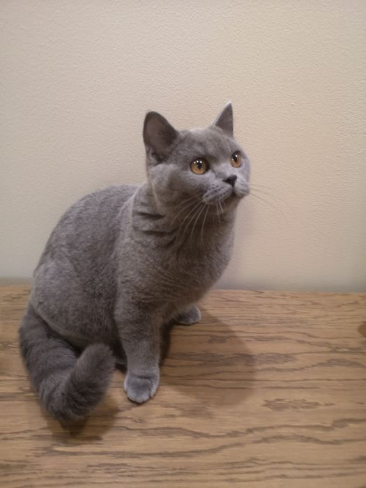 Kocurek brytyjski Umi Felis Polonia rodowód, kotka