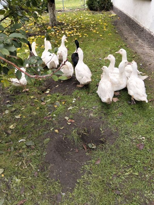 Sprzedam kaczki  mulard zywe