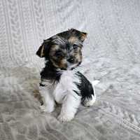 Yorkshire terrier biewer