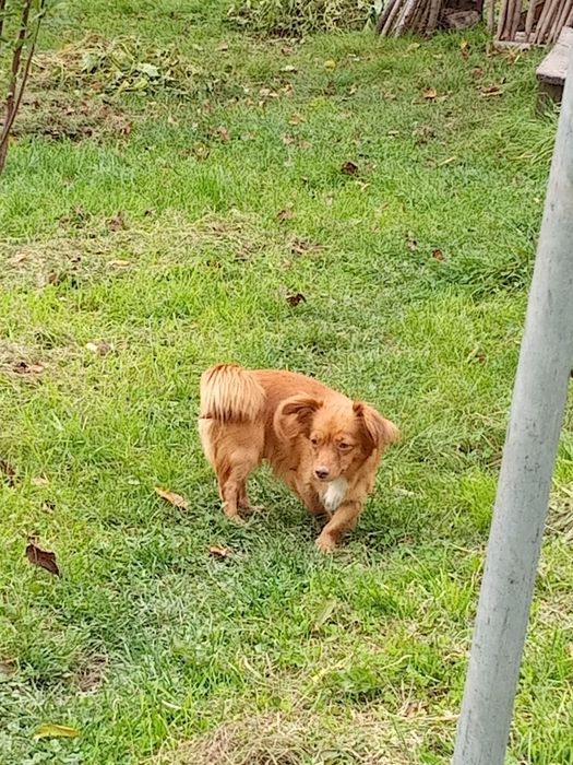 Продам маленькі собачки