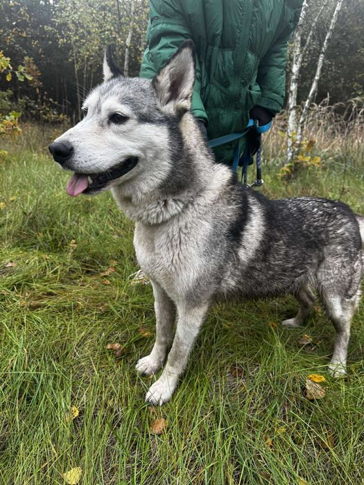 Przyjazna Luna w typie husky szuka domu