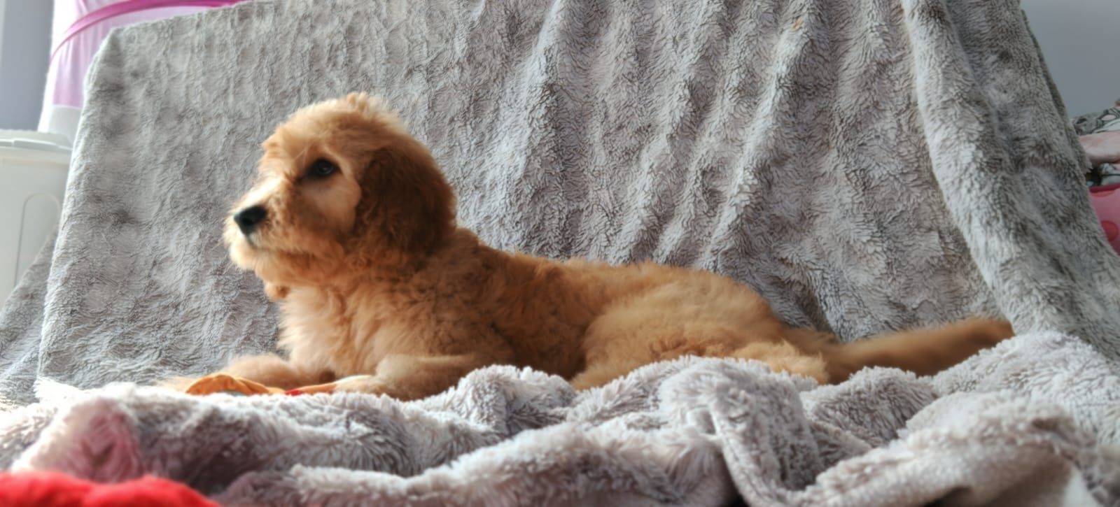 Irishdoodle goldendoodle badania genetyczne