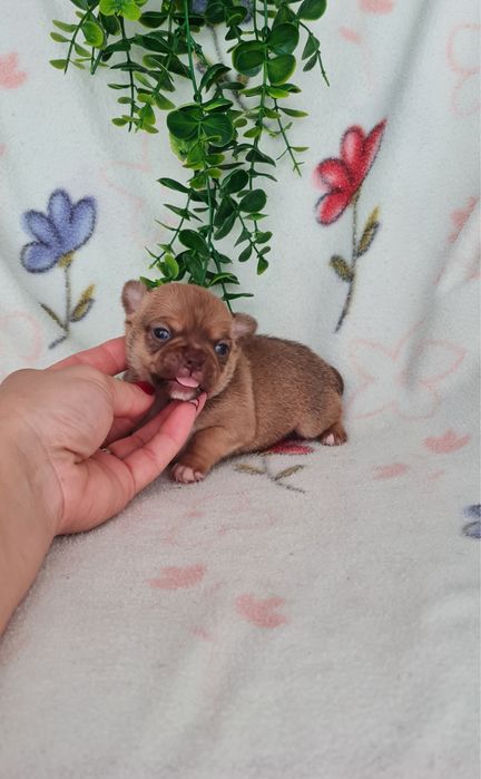 Excelente mini Chihuahua/Chiuaua Linhagem Russa,Qualidade
