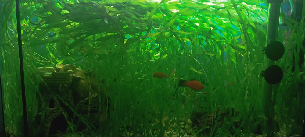 Аквариумные растения Валлиснерии
