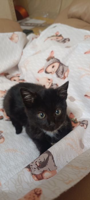 Безкоштовно кошеня,хлопчик!!!