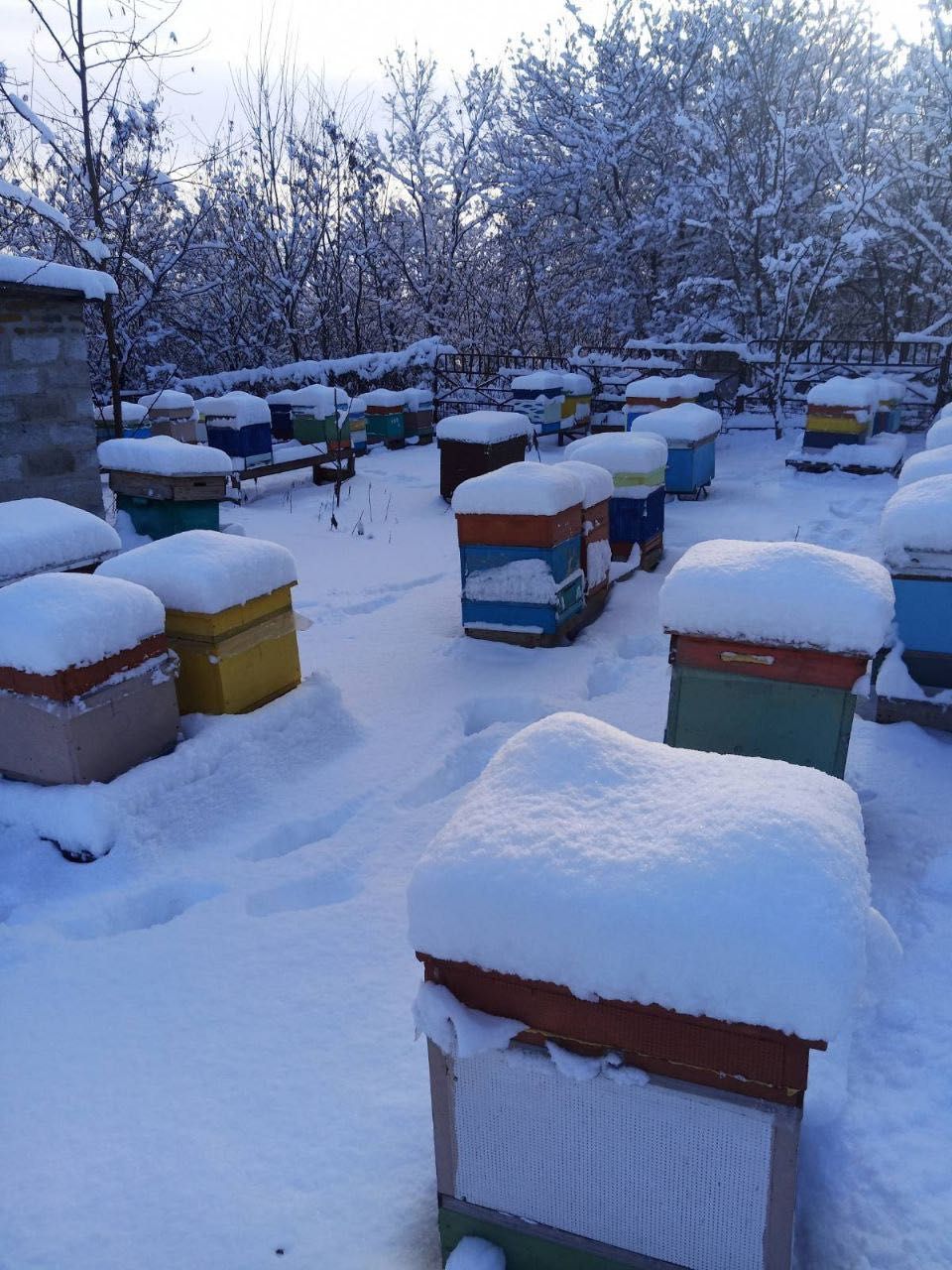 Продам пасіку з медом | Синельниковский район