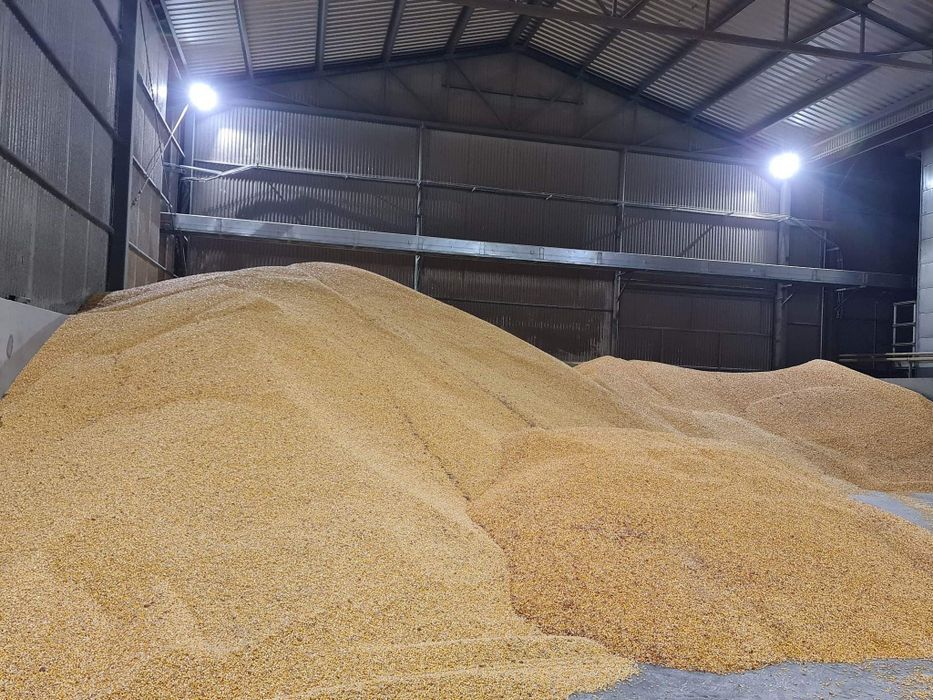 Kukurydza sucha worki 25 kg i BigBag