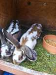 60 za królika (4-5kg) Króliki mieszane / olbrzym do rozrodu bądź tuszk