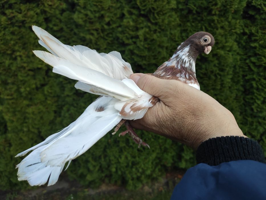 Sprzedam gołębie zamojskie gładkie