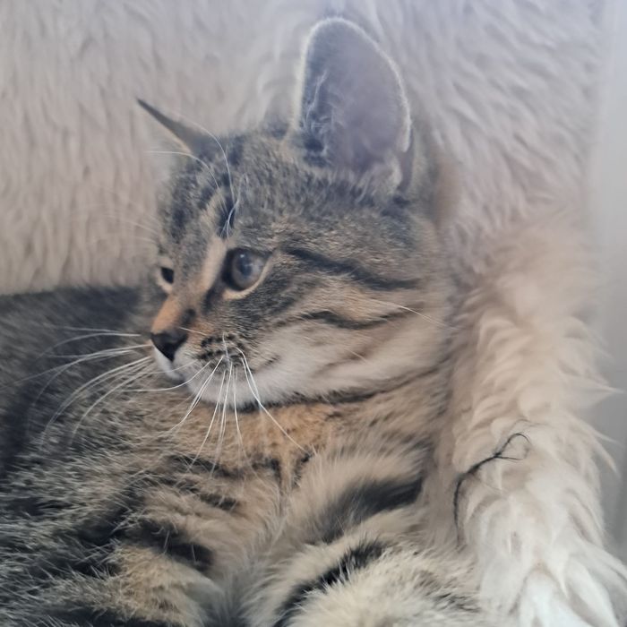 Belzebubek dwa i pół miesiąca