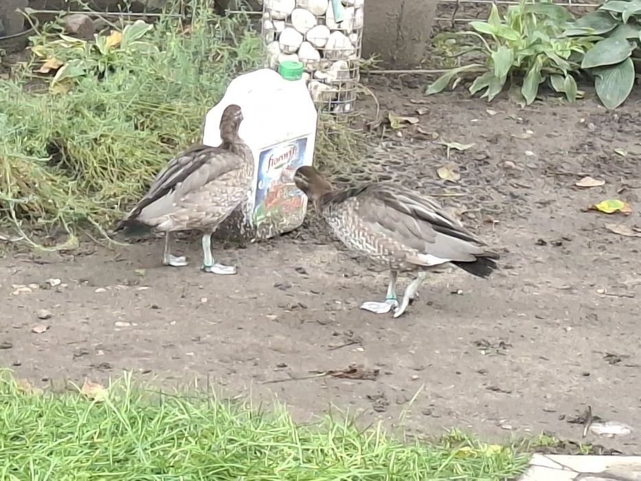 Grzywienki  kaczuszki tegoroczne