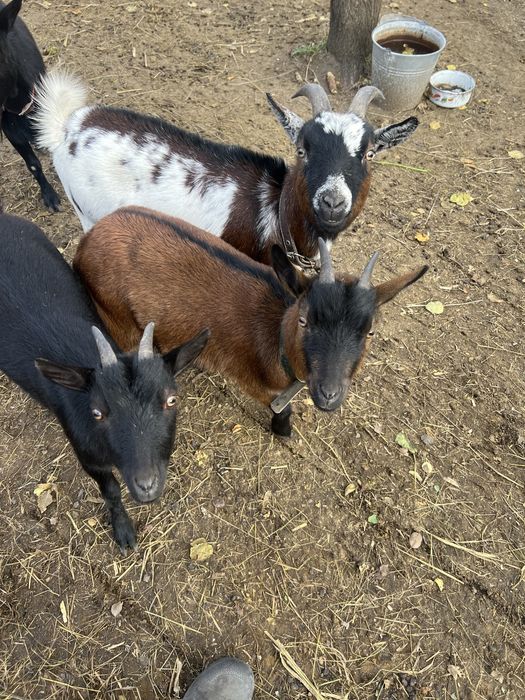 Камерунські кози