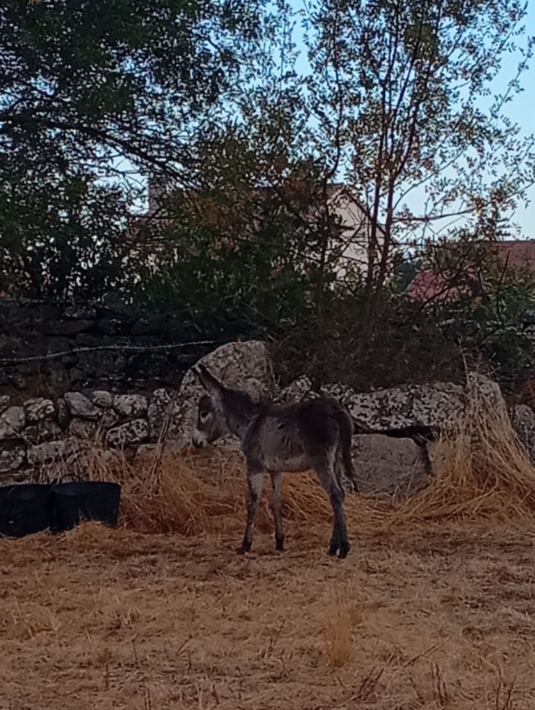 Burrecos disponíveis só em dezembro