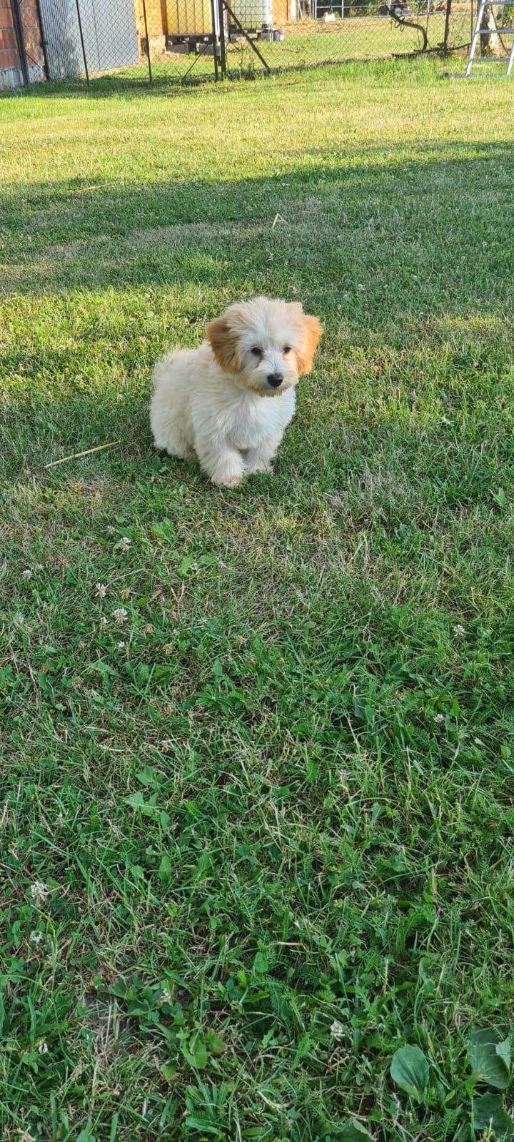 Piesek Maltipoo gotowy do odbioru