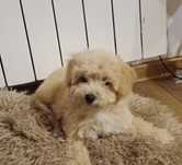 Maltipoo hybryda maltańczyk i pudel toy red