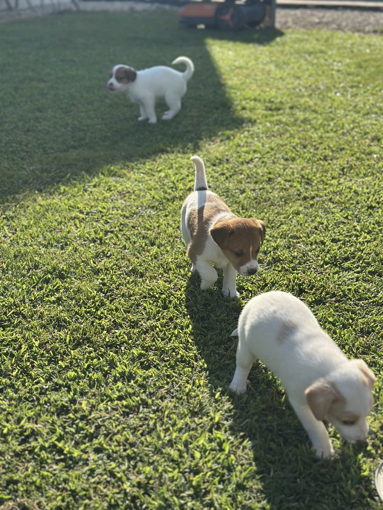 Cachorros para Adoção Responsável