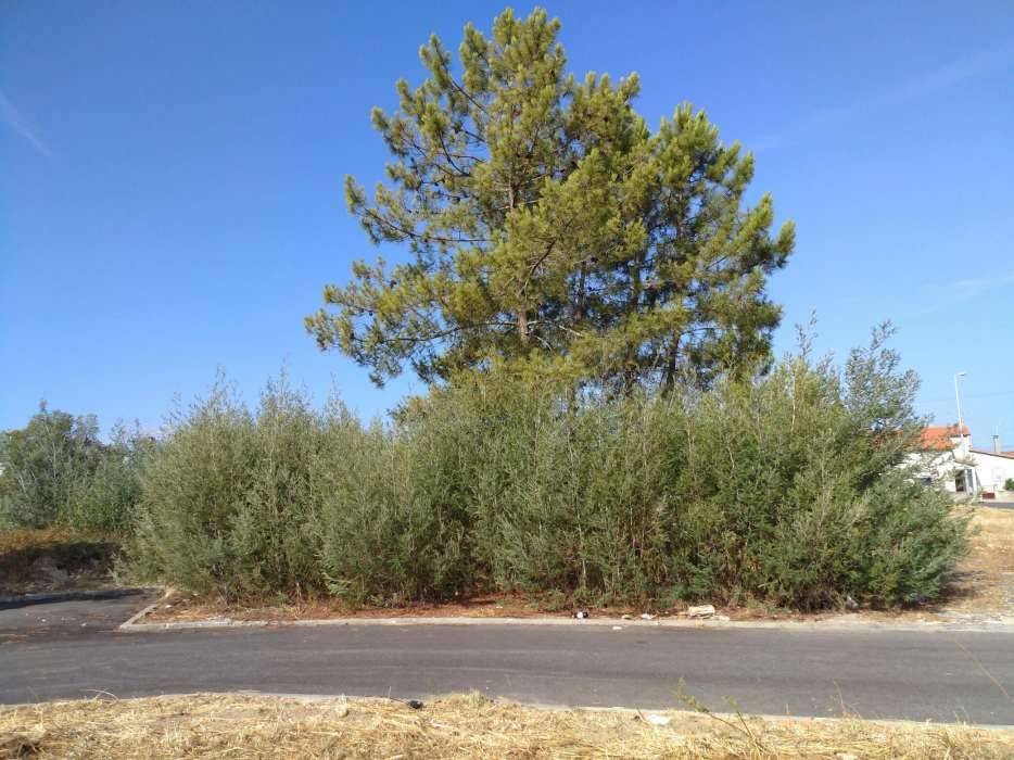 Terreno urbano - S. Miguel do Rio Torto