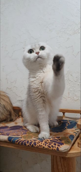 Серебристая шиншилла фолд